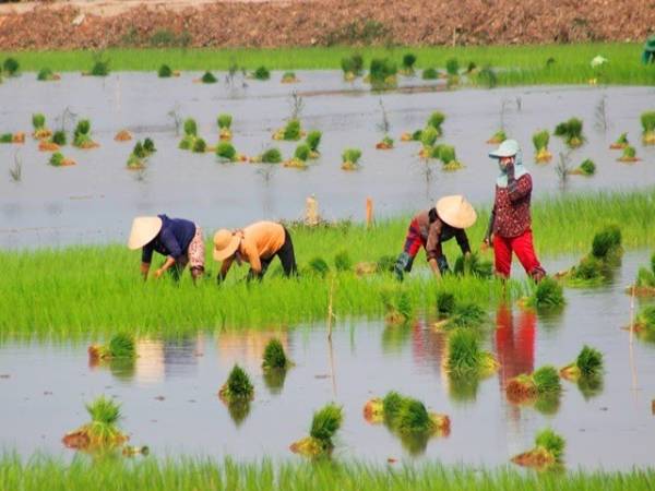 Mơ đi cấy đánh số nào cho trúng? Là điềm tốt hay xấu