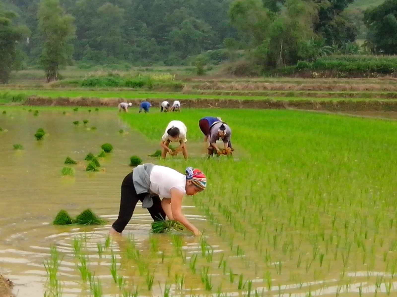 Mơ đi cấy lúa mang ý nghĩa gì? Nên đánh số nào dễ ăn nhất? | FakeNetAI