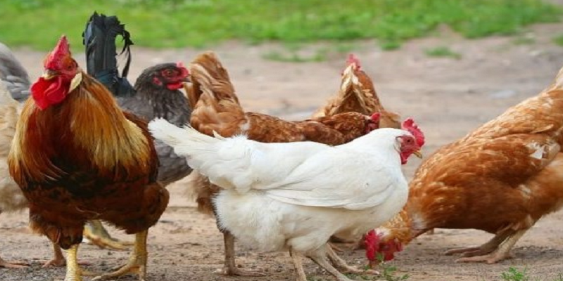 Cách nuôi gà con đúng cách để có gà khỏe mạnh