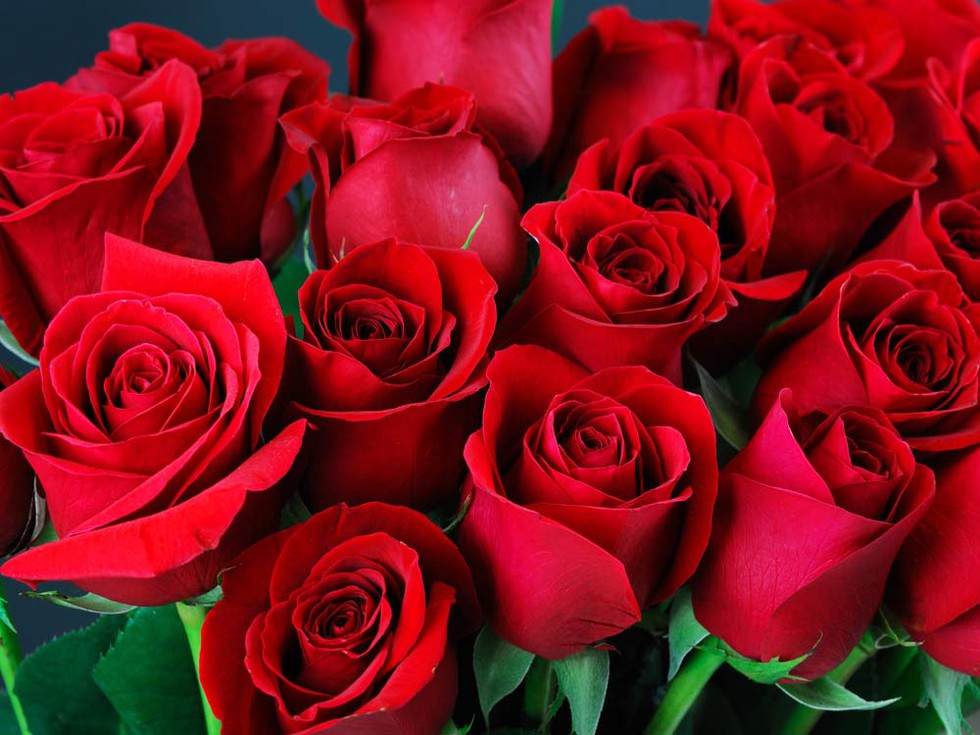 Valentine tặng hoa hồng màu gì? Ý nghĩa của màu sắc hoa hồng