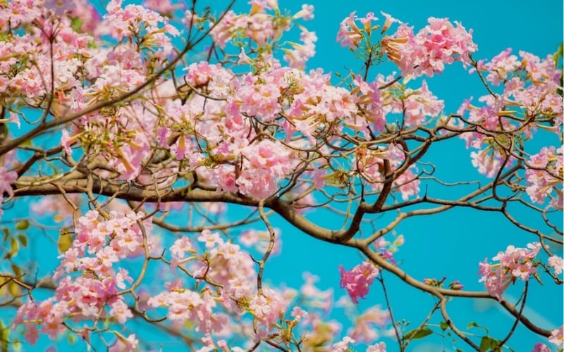 Hoa loa kèn hồng nở khi nào? Ý nghĩa, đường hoa loa kèn hồng đẹp nhất Việt Nam