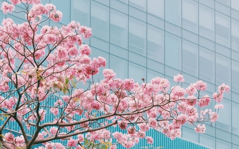 Hoa loa kèn hồng nở khi nào? Ý nghĩa, đường hoa loa kèn hồng đẹp nhất Việt Nam