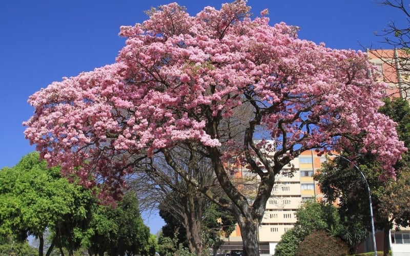 Hoa loa kèn hồng nở khi nào? Ý nghĩa, đường hoa loa kèn hồng đẹp nhất Việt Nam