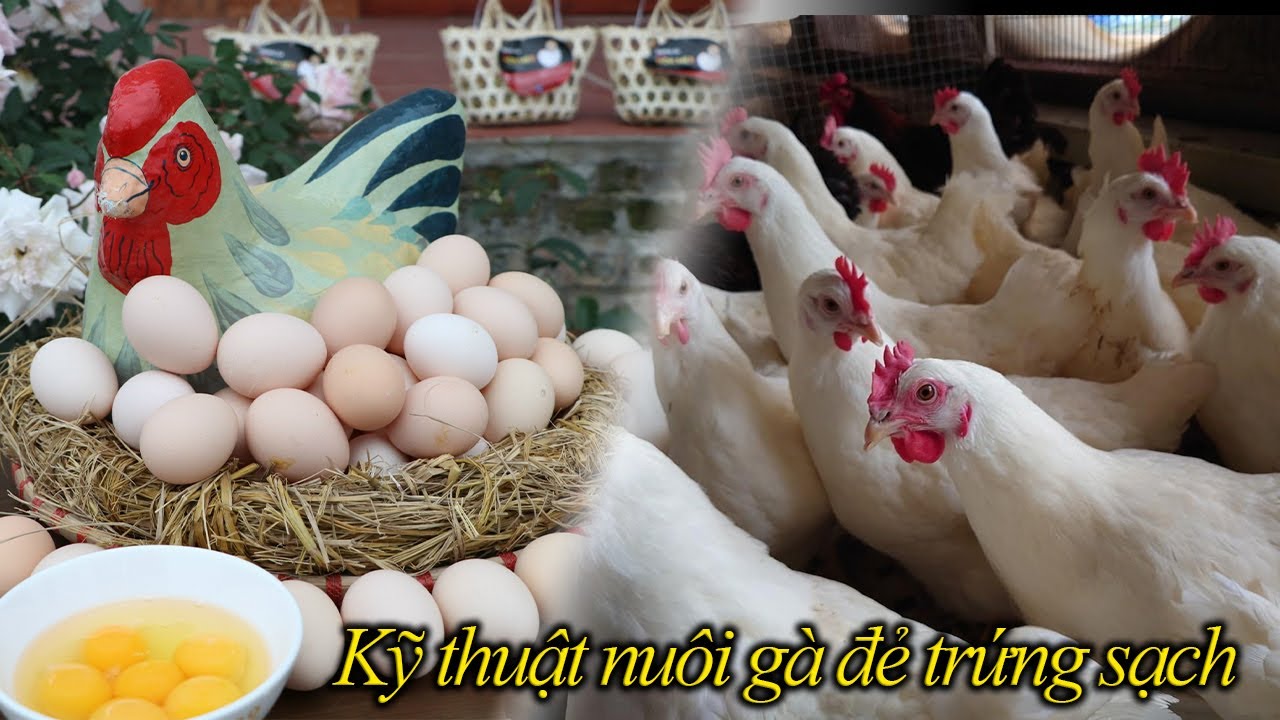 Kỹ thuật nuôi gà đẻ trứng sạch