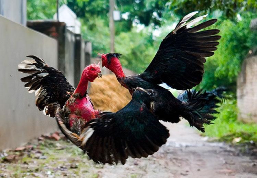 Cách chọn gà chọi hay qua bắt bóng -